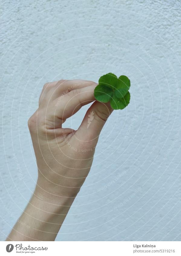 Die Hand hält das Glückskleeblatt 🍀. Kleeblatt Glücksbringer grün vierblättrig Symbole & Metaphern Erfolg Blatt Farbfoto Nahaufnahme Pflanze Volksglaube