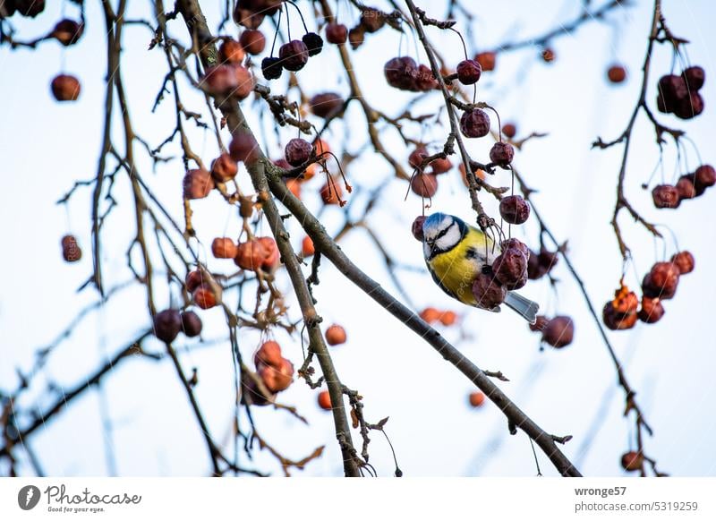 Blaumeise im kahlen Geäst eines Baumes Natur Wildtier Außenaufnahme Cyanistes caeruleus Farbfoto Meisen Tier Vogel