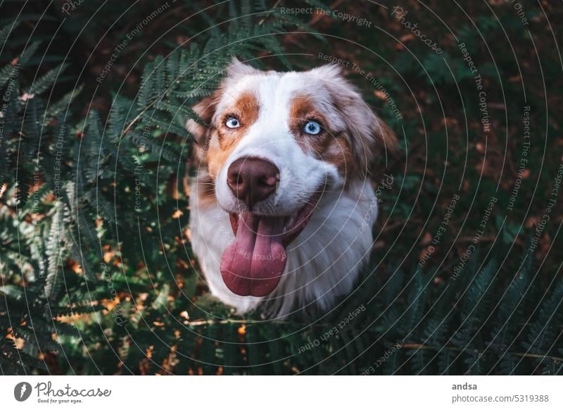 Tierporträt eines Australian Shepherds im Farn Hund Blaue Augen Red merle Haustier Außenaufnahme Farbfoto Rassehund blau Blick Neugier niedlich TIerliebe