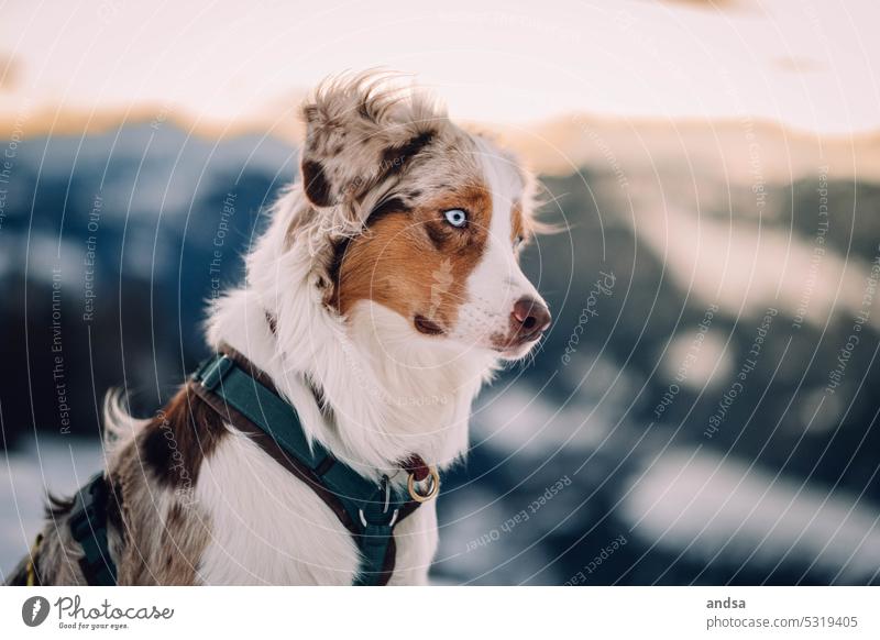 Tierporträt eines Australian Shepherds Hund Winter Schnee Blaue Augen Red merle Haustier Außenaufnahme Farbfoto Rassehund blau Blick Neugier niedlich TIerliebe