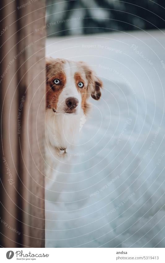 Tierporträt eines Australian Shepherds Hund Winter Schnee Blaue Augen Red merle Haustier Außenaufnahme Farbfoto Rassehund blau Blick Neugier niedlich TIerliebe