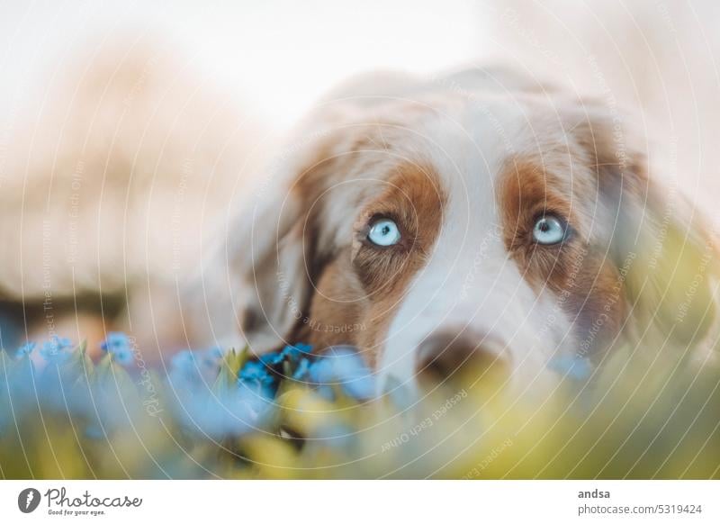 Tierporträt von einem Australian Shepherd im Frühling Hütehund Blüte Hunde Blick Neugier Haustier Außenaufnahme Tierliebe Rassehund niedlich Tiergesicht