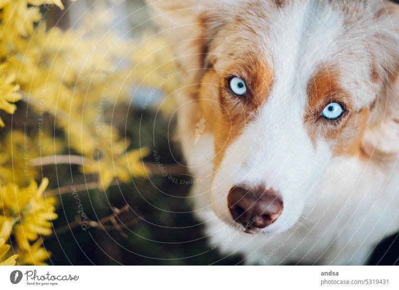 Tierporträt von einem Australian Shepherd im Frühling Hütehund Blüte Hunde Blick Neugier Haustier Außenaufnahme Tierliebe Rassehund niedlich Tiergesicht