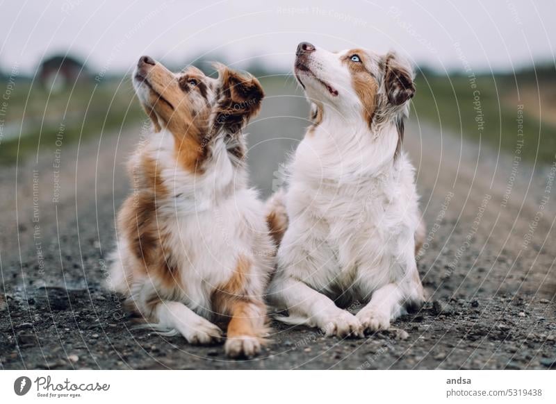 Zwei Australian Shepherds gucken nach oben Hütehund Hunde Zwei Hunde Blick Neugier Deich Schotterweg Wiese Schotterstraße Tier Haustier Außenaufnahme Tierliebe