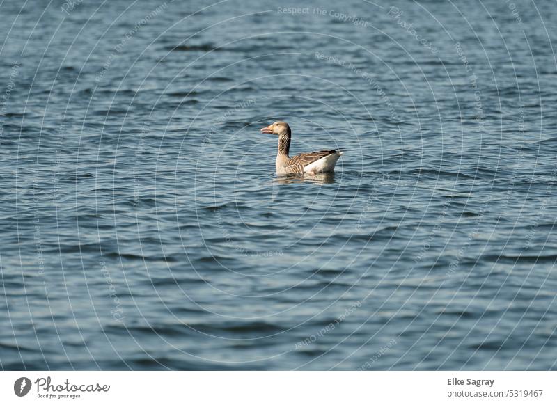 Wildgans schwimmt  allein im Wasser Gans Farbfoto Menschenleer Außenaufnahme Vogel Freiheit Zugvogel Schwimmen & Baden Wildtier Tier natürlich