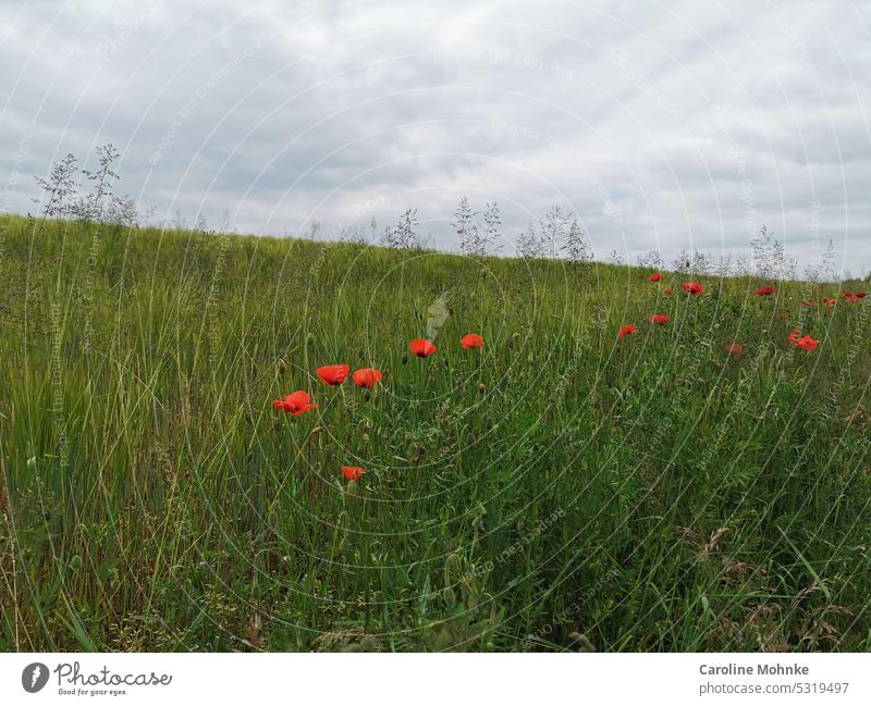 Mohnblumen auf einer Wiese Mohnfeld Mohnblüte Mohnwiese Mohnknospe Blume Pflanze Sommer Natur rot Farbfoto Außenaufnahme Feld Landschaft Umwelt Blüte