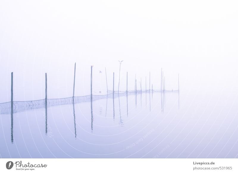 Sumpfsee 2 Natur Wasser Herbst schlechtes Wetter Nebel See blau grün violett weiß Seeufer Seenplatte Menschenleer Morgendämmerung