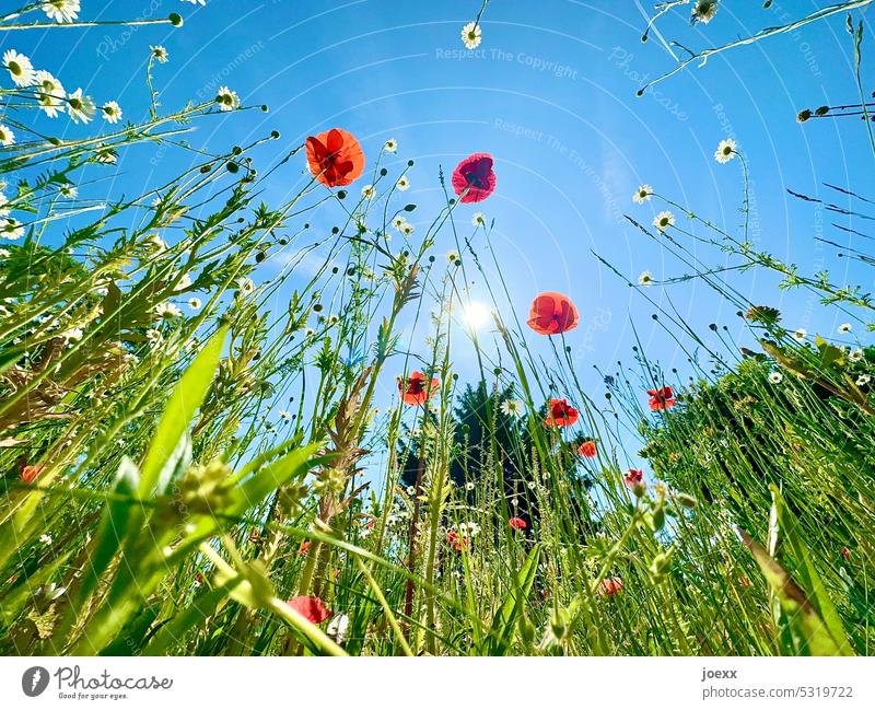 Sommergarten aus der Froschperspektive Garten Blumenwiese Wiese Frühling Blüte Blühend Außenaufnahme Nahaufnahme Gras Himmel Natur Pflanze grün Farbfoto