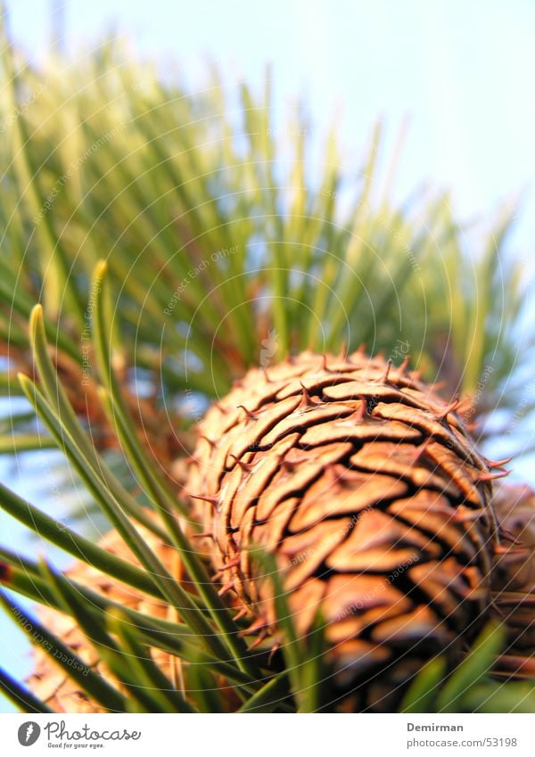 Zapfen grün Baum Tannennadel Sonne Himmel