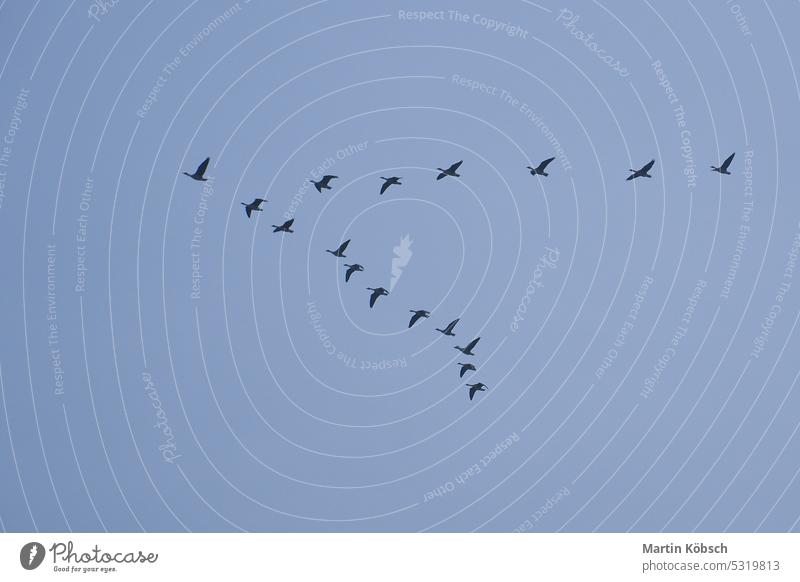 Kranichflug in Formation in Zingst am Himmel natürlich Formationsflug Tiergruppe frei Zugvögel Vogelzug Wildtier Vögel Vogelflug weiß Hintergrund wiederkommen