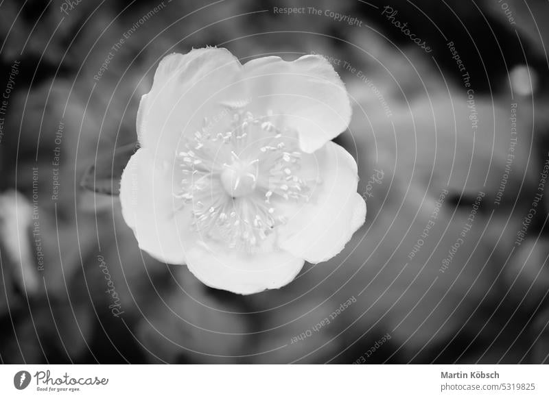 weiße Blume mit schwarzem Hintergrund. Schwarz-Weiß-Foto purpur Flora Biografie Blüte im Freien verträumt hell gelb Stil Mirabellenblüte Prunus domestica subsp