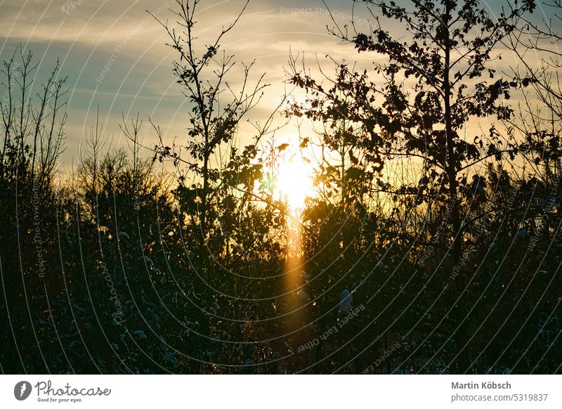 Sun shines through the bushes woods land forest tourism sunny detail summertime heaven abstract beauty art horizon coastal relaxation flora flower colorful