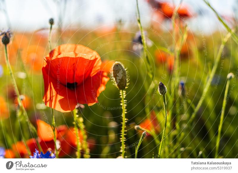 Papaver rhoeas, mit den gebräuchlichen Namen Gewöhnlicher Mohn, Kornmohn, Kornrose, Flämischer Mohn und Roter Mohn abschließen Blumen Blütezeit Überstrahlung