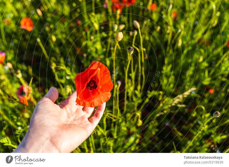 Die Hand einer Frau hält eine Knospe des roten Klatschmohns in einem Mohnfeld Papaver abschließen Blumen Blütezeit Überstrahlung Blütenblatt