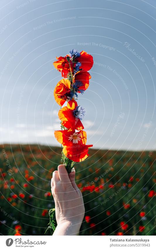 Eine Frauenhand hält ein geflochtenes Wildblumenbündel in einem Mohnfeld. Rote Mohnblumen und blaue Kornblumen in der Hand einer Frau Papaver Blumen Blütezeit