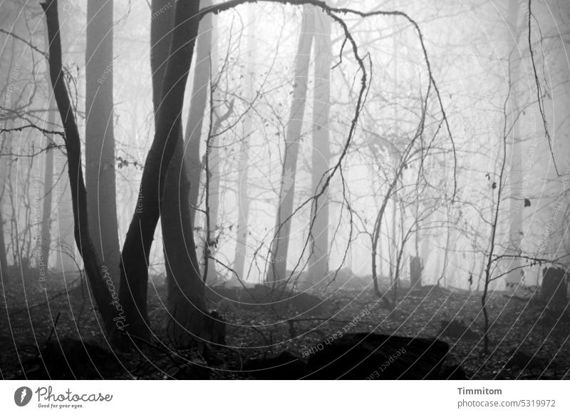 grau in grau | im Wald von hell bis dunkel Baum Baumstamm Äste und Zweige Laubwerk karg Herbst Winter trist hell und dunkel steine Himmel Natur Außenaufnahme