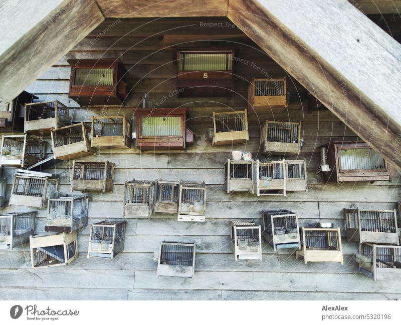 Holzwand eines Hauses im Garten mit vielen, kleinen, alten Vogelkäfigen Laube Holzhaus Gartenhaus Hütte Tür Käfige Idylle leere Käfige Außenaufnahme Holzhütte