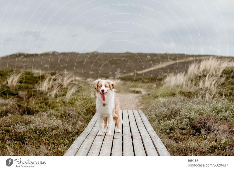 Hund in den Dünen auf einem Steg Australian Shepherd Sommer Insel Urlaub Red Merle glücklich Farbfoto Tier Außenaufnahme Haustier Tierporträt Tierliebe niedlich