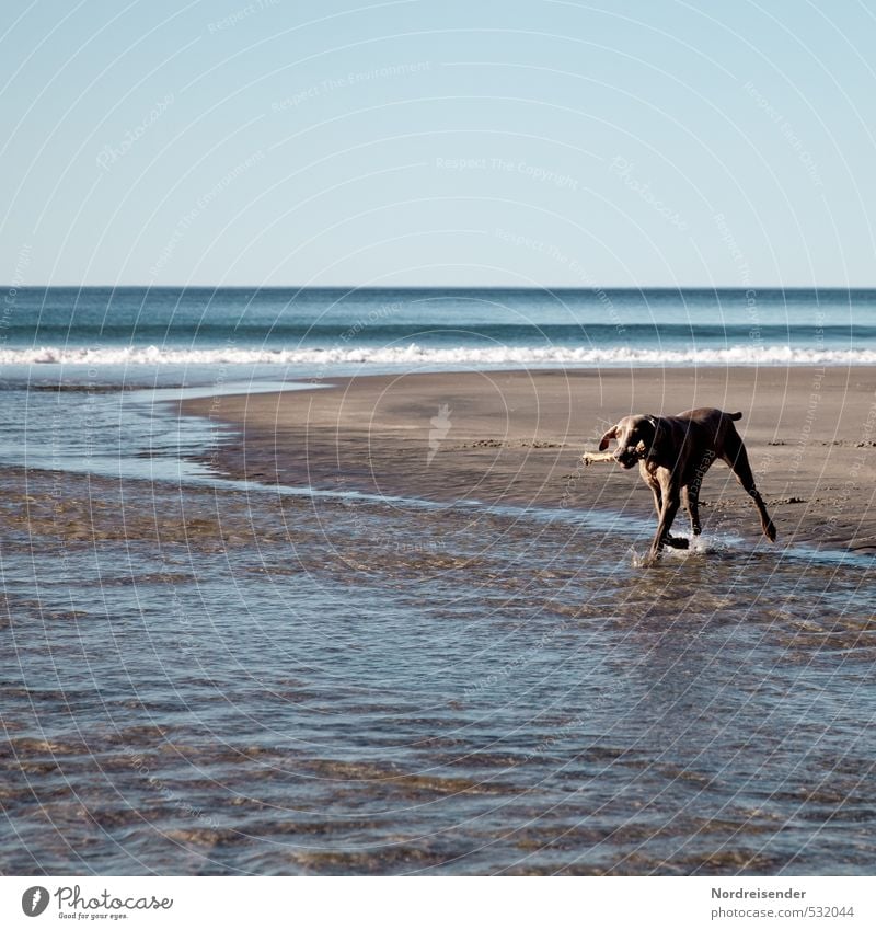 Strandläufer Leben Wohlgefühl Abenteuer Ferne Freiheit Sommer Meer Sand Wasser Schönes Wetter Insel Tier Hund Schwimmen & Baden frei frisch blau braun Tierliebe