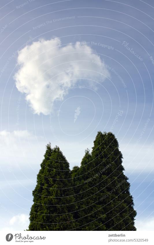 Thuja mit Wolke abend ast baum dunkel dämmerung erholung ferien garten hecke himmel kleingarten kleingartenkolonie menschenleer nachbarschaft natur pflanze ruhe