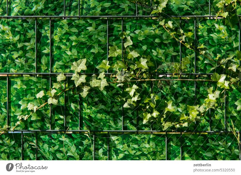 Zaun mit Ranke ast dämmerung erholung erwachen ferien frühjahr frühling frühlingserwachen garten hecke kleingarten kleingartenkolonie knospe menschenleer