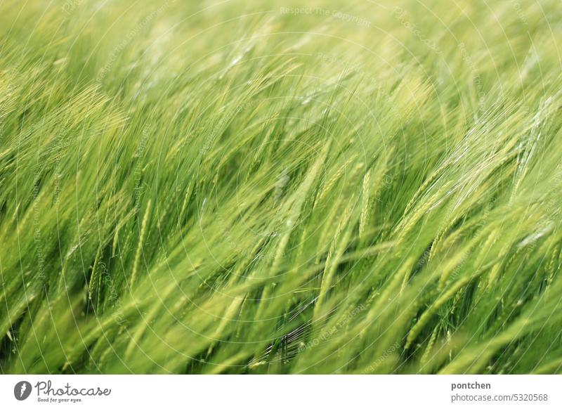 noch grüne ähren in einem weizenfeld biegen sich im wind bewegung getreide landwirtschaft Nutzpflanze Kornfeld Ackerbau wachstum Ernährung Pflanze Feld