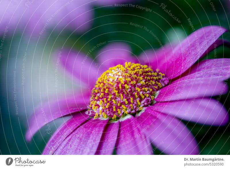 Argyranthemum frutescens, Strauchmargerite, Gartenform, ursprünglich von den Kanarishen Inseln Blütenstand blühen rosa frostempfindlich Korbblütler Asteraceae