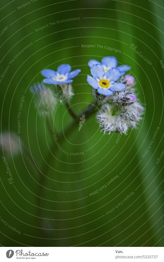 Vergiss es Blume Natur Pflanze Vergißmeinnicht Blüte blau grün Menschenleer Unschärfe Makroaufnahme Frühling Nahaufnahme Blühend Schwache Tiefenschärfe zart