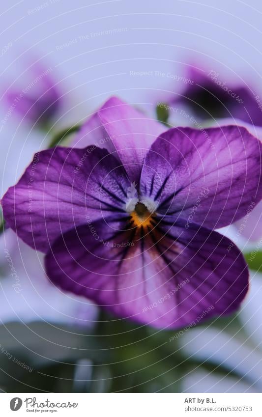 Blüte Hornveilchen aus dem Jahr 2023 Hornveilchen, flora garten blüte nahaufnahme blume lila blau gelb aufgeblüht natur struktur tapete poster gartenzeitung