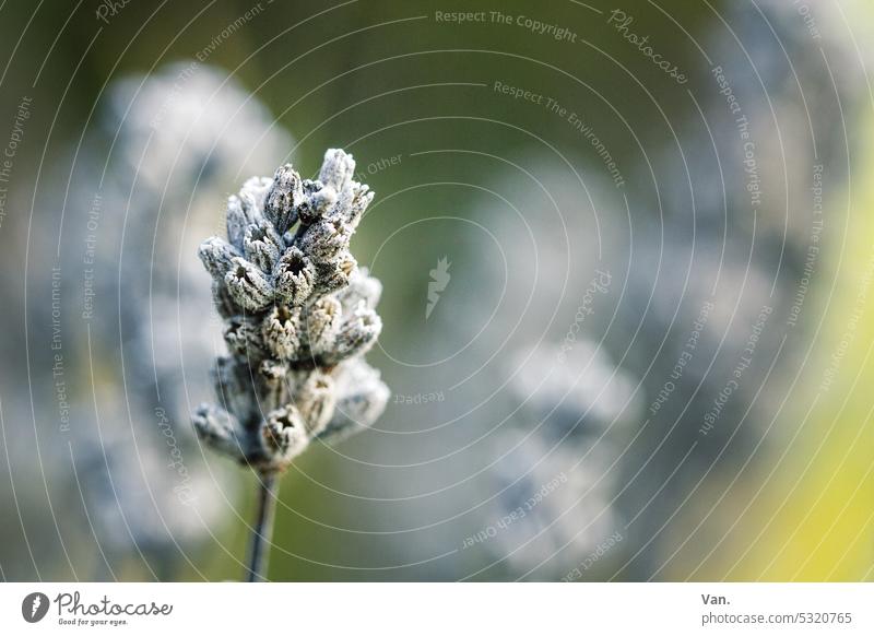 Pflanzendings Natur wachsen Garten Blume Frühling Flora Blüte Gräser trocken verblüht Tageslicht Detailaufnahme Gelb Grün Lila