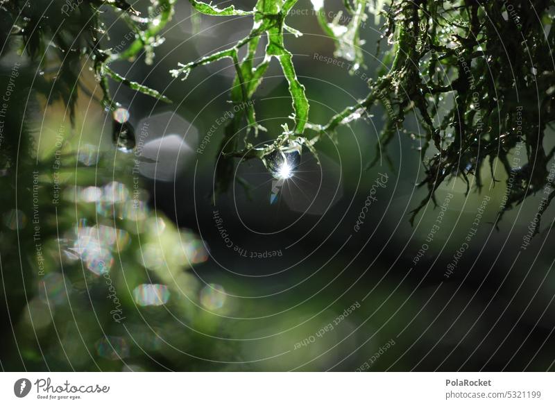 #A0# Grüner Glanz grün Moos moosbedeckt moosgrün moosbewachsen Moose Natur naturbelassen Pflanze natürlich Wald Farbfoto Umwelt Außenaufnahme Menschenleer