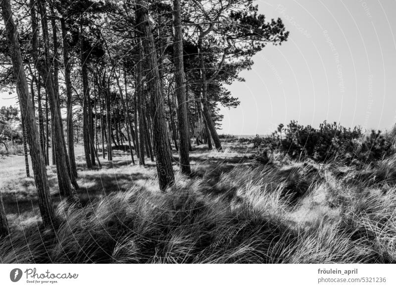 Kiefer müsste man sein| Kiefernwald und Dünenhafer an der Küste in schwarzweiß Küstenlandschaft Natur Wald Baum Landschaft im Freien am Strand Dünengras Sommer