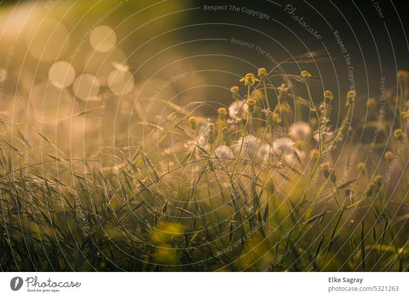 Jakobskreuzkraut im Abendlicht teilweise verblüht Wiese Frühling Gras Blüte gelb Pflanze Außenaufnahme Menschenleer Blume Nahaufnahme Blühend