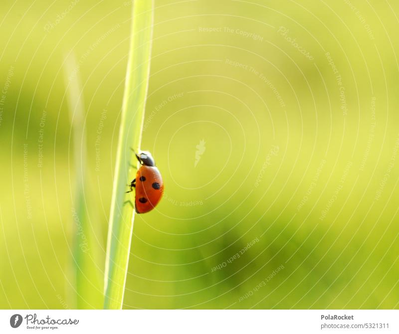 #A0# Marienkäfer im Sonnenlicht Glück Glücksbringer Glückwünsche happy Happy Birthday grün Freude