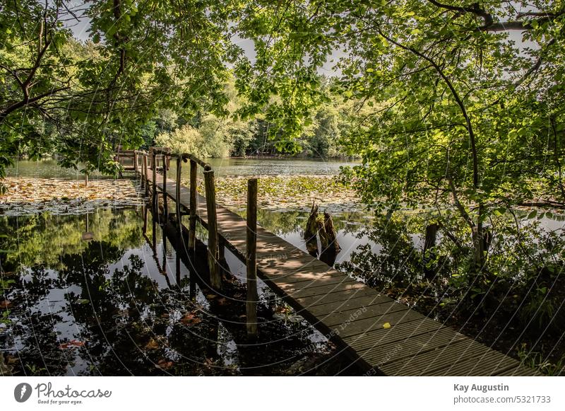 Steg am Villenhofer Maar Kottenforst Seerosenteppich Laubbäume Ville-Seeplatte Landschaftsschutzgebiet Naturpark Rheinland Tagebau Braunkohle Wald Bäume