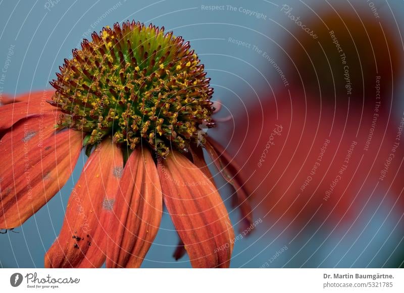 Echinacea purpurea, Blütenstand mit orangefarbigen Zungenblüten, Kultursorte Igelkopf blühen Gartenform Blume Pflanze aus Nordamerika Nahaufnahme