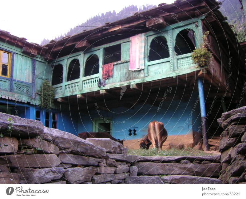 manali cow ruhig Ferien & Urlaub & Reisen Ausflug Ferne Haus Hütte Mauer Wand Hut Wildtier Kuh blau Gelassenheit Farbe Idylle Perspektive Indien Manali Asien