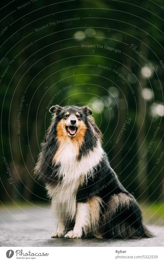 Tricolour Collie, Lustiger Schottischer Collie, Langhaariger Collie, Englischer Collie, Lassie Hund im Freien am Sommertag. Porträt. Black-and-tan und weiße Fellfarbe