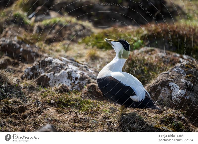 Ente gut alles gut - männliche Eiderente Prachteiderente Somateria mollissima Erwachsener Meer MEER Feder Zucht Tierwelt Schnabel Vogelbeobachtung Nest Island