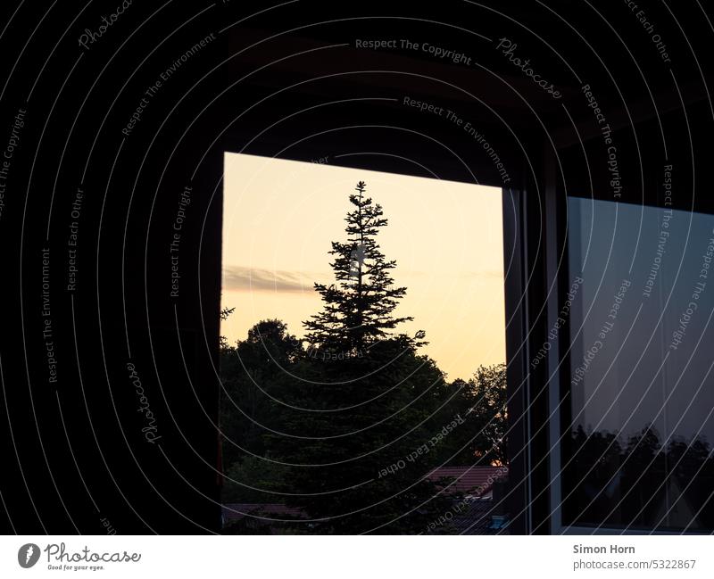 Blick aus dem Fenster auf einen großen Baum in der Abenddämmerung Abendstimmung Fensterblick idyllisch Aussicht Feierabend Erholung innehalten Silhouette