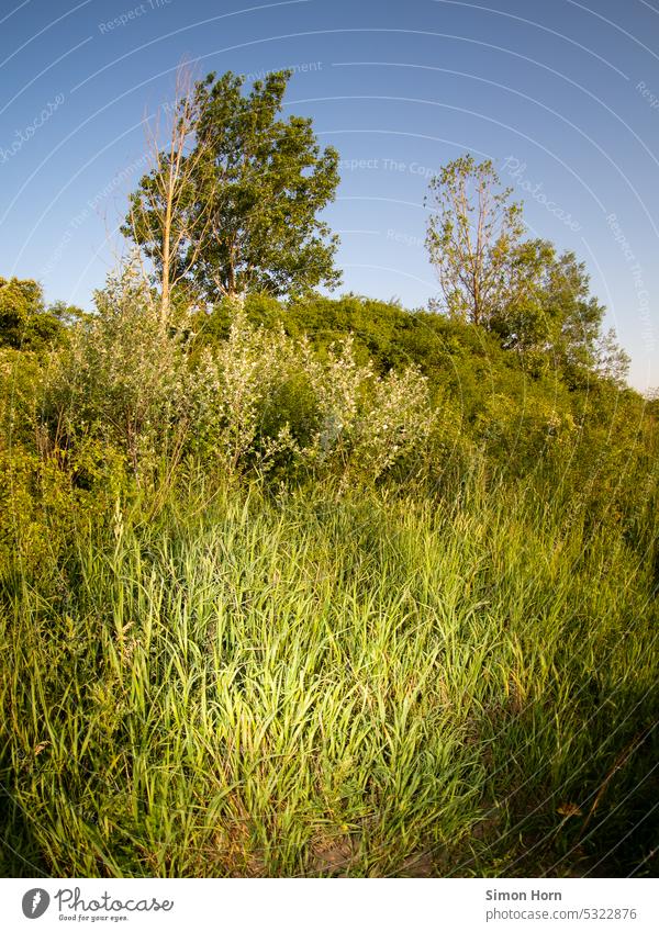 Baum, Busch und Wiese Biodiversität Lebensraum Gebüsch Vielfalt Natur Umwelt Umweltschutz malerisch grün Wachstum Himmel menschenleer Biologie