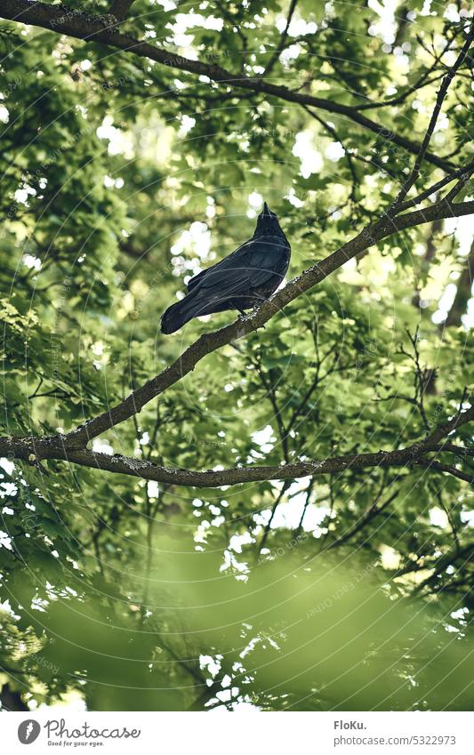 Raabe im Baum Vogel Tier schwarz grün natur pflanze fauna Natur Fauna Pflanze Ast Außenaufnahme Ornithologie wild Feder klein Flügel Tierwelt natürlich schön