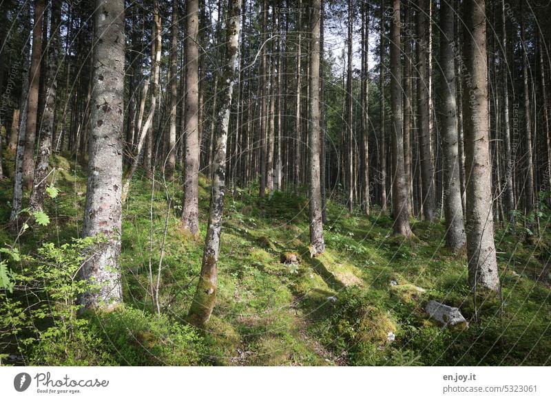 Bäume im Wald Baumstämme Nadelbäume Waldboden grün Sonnenlicht Licht und Schatten Natur Landschaft Umwelt Außenaufnahme Farbfoto Menschenleer natürlich Erholung