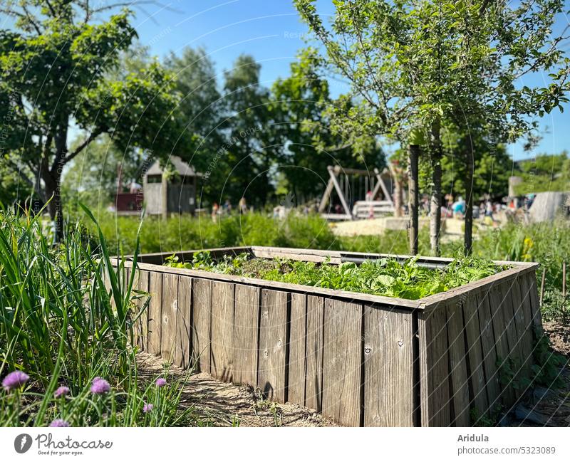 Schulgarten | Hochbeet und Bauerngarten mit Spielplatz im Hintergrund Garten Beet Obstbäume grün Natur Pflanze Wachstum Gartenarbeit Gemüse Nutzpflanze