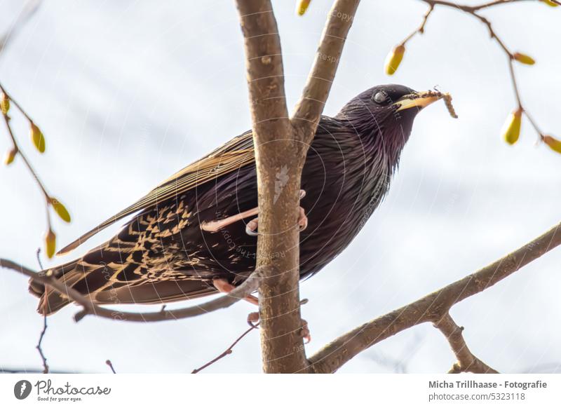 Star mit Insekten im Schnabel Sturnus vulgaris Vogel Kopf Tiergesicht Flügel Krallen Futter füttern Natur Tierporträt natürlich glänzend Baum Zweige u. Äste