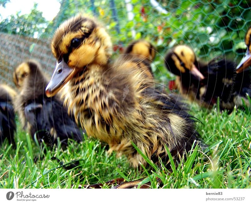 Junge Ente Küken Tier Entenfamilie hilflos Schnabel braun gelb grün Wiese Frühling Freizeit & Hobby Natur Arme duck young animal pet helpless brown