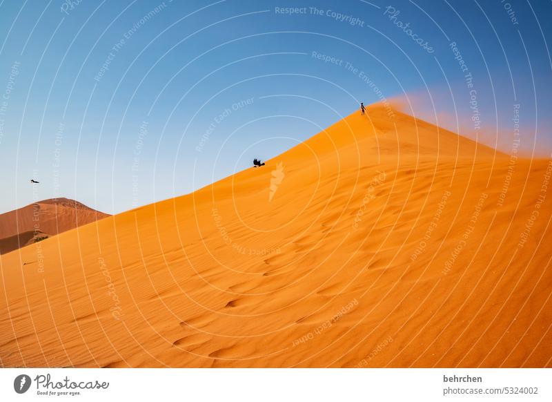 sandhaufen sanddüne Dünen beeindruckend besonders Fernweh Sesriem dune 45 Sand Wüste Afrika Ferne Namibia Sossusvlei Sandsturm Düne 45 Wind Himmel traumhaft