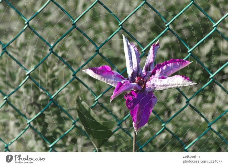 Waldrebe blühen blüte erholung erwachen frühjahr frühling frühlingserwachen garten kleingarten kleingartenkolonie knospe menschenleer nachbarschaft natur