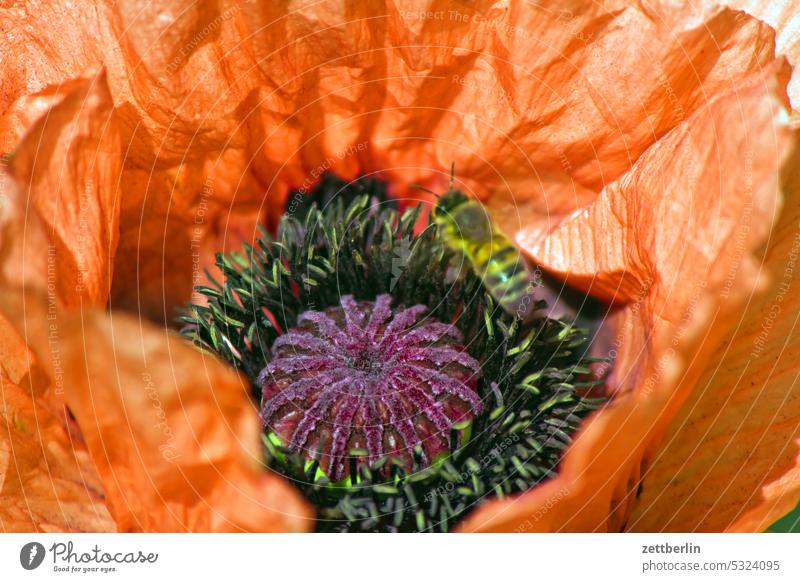 Mohn mit Biene bestäubung insekt wildbiene mohn klatschmohn blütenstand blütenblatt tiefenschärfe textfreiraum schrebergarten saison ruhe pflanze menschenleer