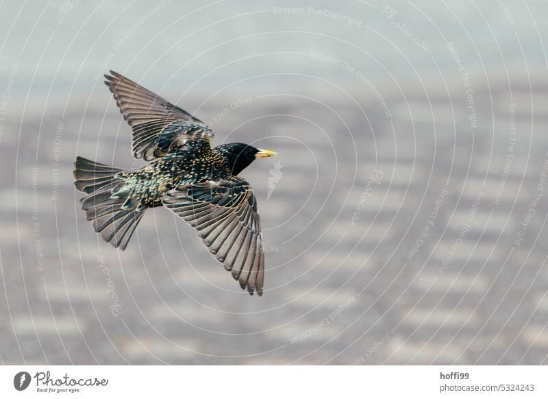 der Star im Flug ist ein Star des Fluges Vogel Wildtier fliegen Flügel Flügelmuster Federn ausgebreitete Flügel Wildvogel Tier Schnabel Gefieder Tierporträt